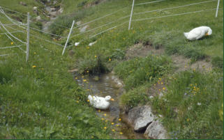 Natur rund um den Bauernhof