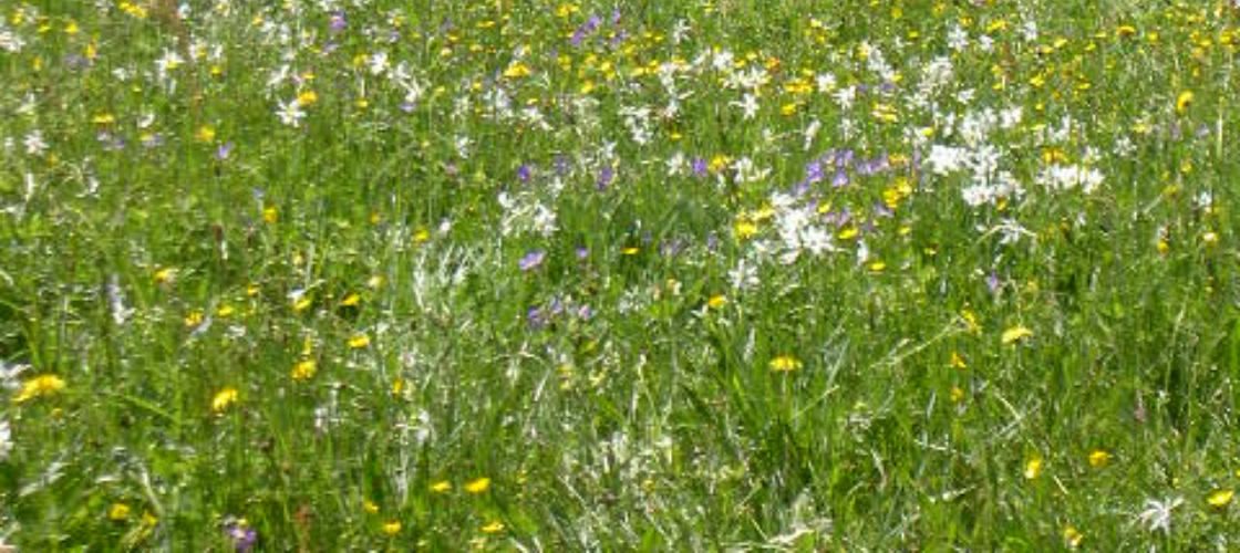 Blühende Wiese am Bauernhof König